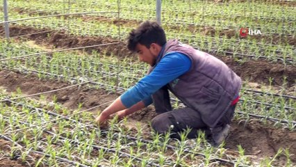 Korona virüs tehdidine rağmen Avrupa için karanfil üretiyorlar