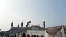 Flock of birds swarmed around the shrine of Hadrat Sultan Bahoo R.A.