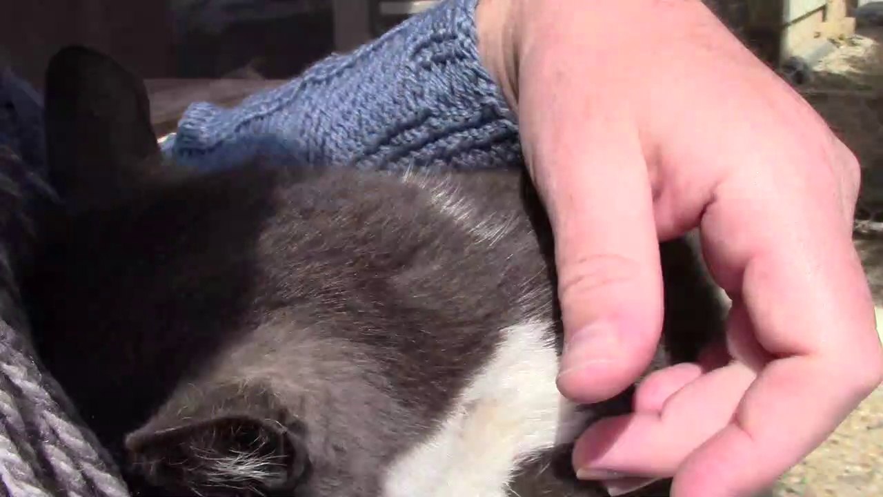 Le chat. Pas de câlin aujourd'hui