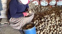 Sandıklı'da patates ekimi başladı