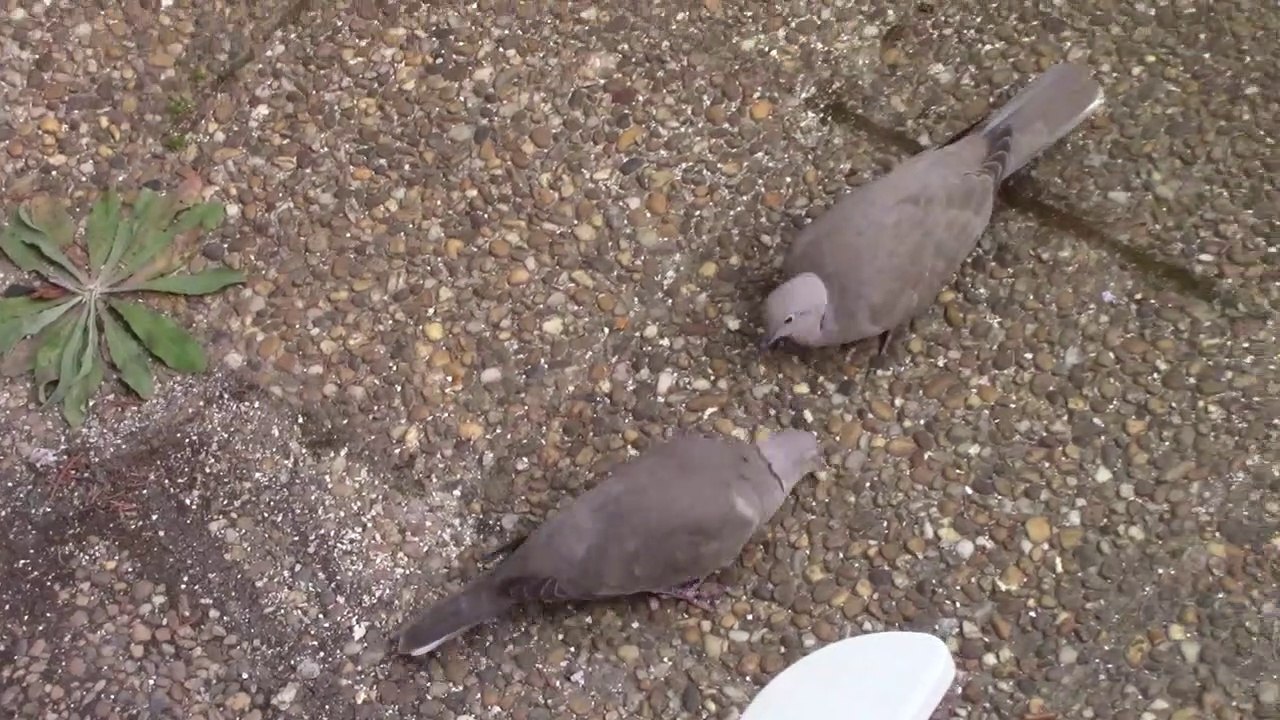 Les oiseaux 2 (ou la guéguerre entre Ron et Keith)
