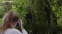 Coronavirus bedroht Gorillas - Kongo schließt Nationalpark