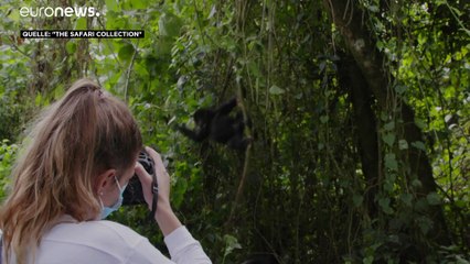 Coronavirus bedroht Gorillas - Kongo schließt Nationalpark