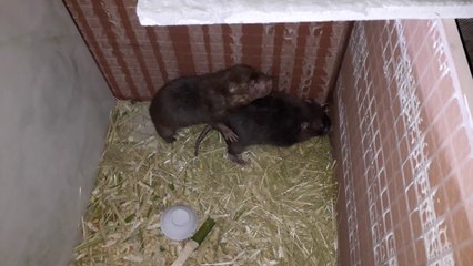 Mô hình chân nuôi dúi thoát nghèo / mang lại lợi nhuận kinh tế cao