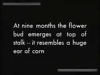 About Bananas 1935 educational silent film