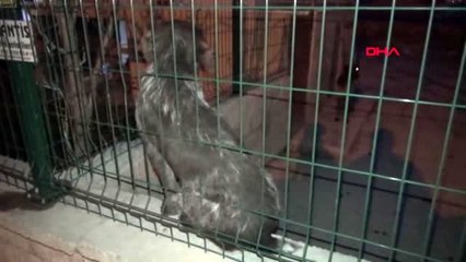 BURDUR Yalnız yaşayan avcı ölü bulundu, aç kalan köpeklerini akrabaları besledi