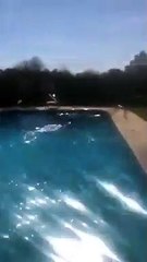 Ils sauvent un Faon tombé dans la piscine !