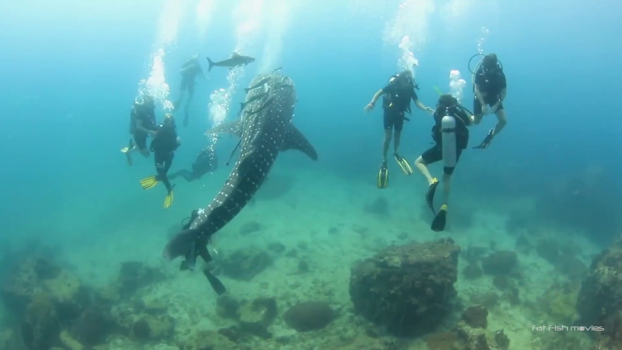 Un jeune requin baleine veut jouer avec des plongeurs... Adorable