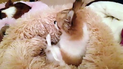 Bonne nuit petit Phandor