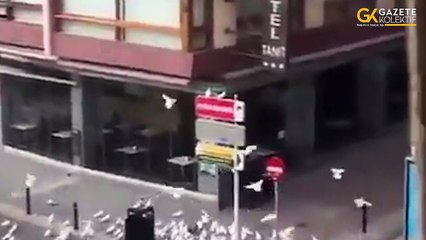 Karantinada aç kalıp bir kadının peşine takılan güvercinler viral oldu
