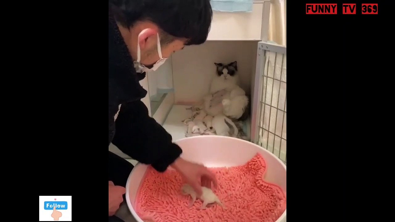 How many kittens???