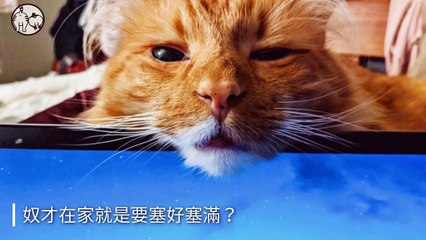 petsmao.nownews-copy3-20200323-11:52