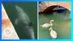 Ternyata foto angsa dan lumba-lumba di Venesia, PALSU - TomoNews