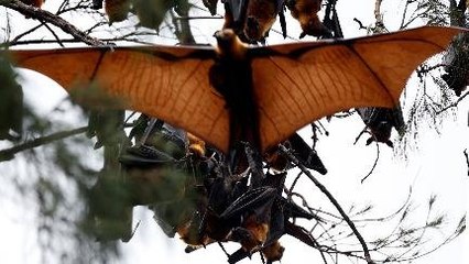Bunuh Kelelawar itu Cara Keliru Tangkal Corona