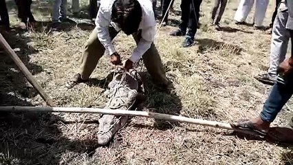 मंदसौर: खेत में मगरमच्छ के आने से ग्रामीणों में बढ़ा खौफ