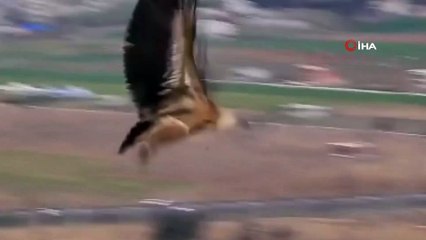 Tedavi edilen kızıl akbaba doğaya bırakıldı