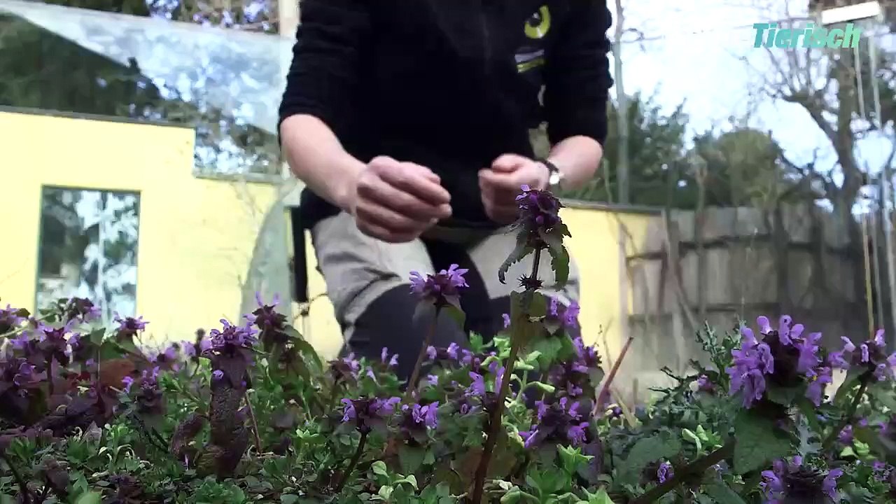 Die Känguru-Chronik aus Schönbrunn