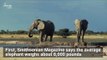 Elephants Are One of the Only Mammals That Can't Jump, Here's Why