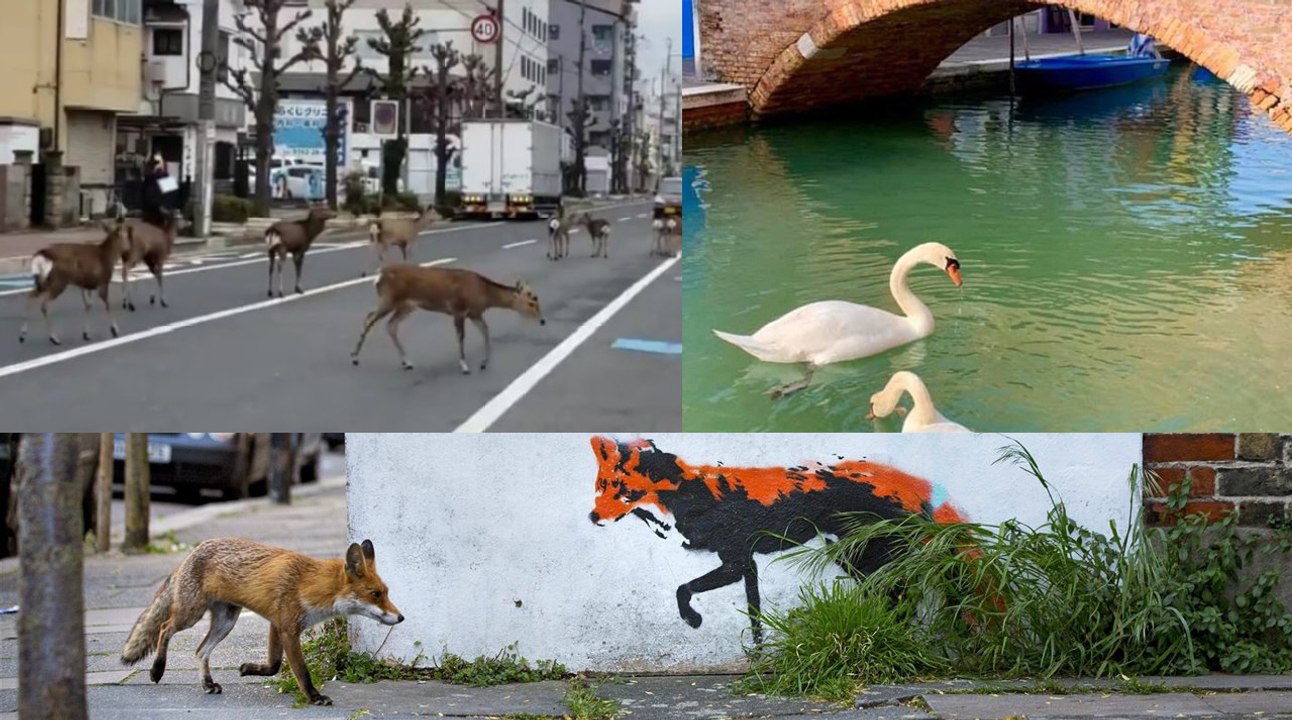 Coronavirus en España: La vida salvaje comienza a reclamar su territorio