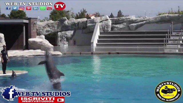 Riccione Oltremare Delfinario #webtvstudios