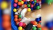 Cutest Corgi(Dog) Compilation  Funny Animal Fails Compilations