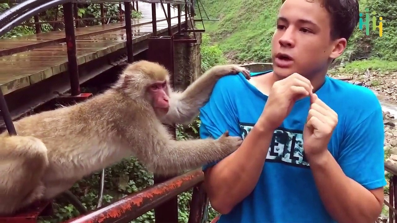 Animals are Jerks  Funny Animal Fails Compilations