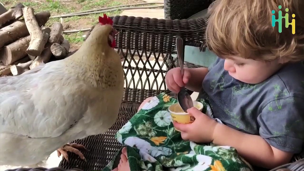 Funniest Pets and Animals Fails Compilation  Funny Animal Fails Compilations