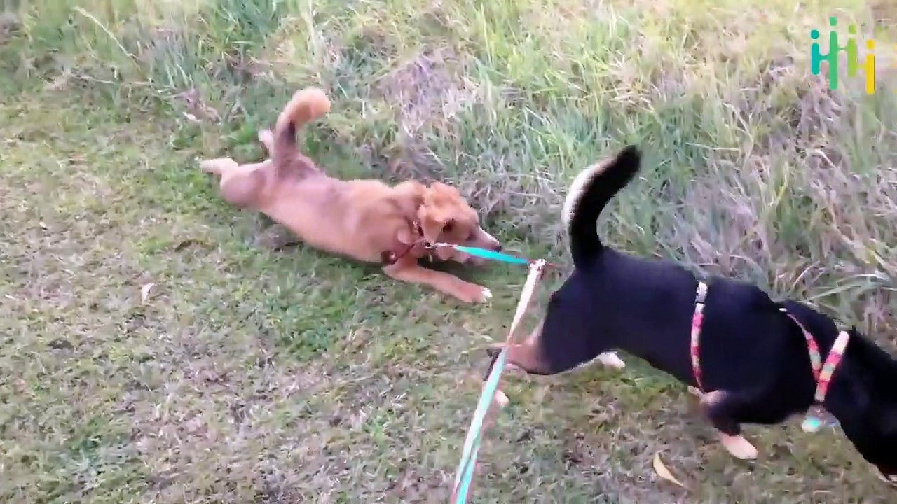 Laziest Pets and Sleepy Animals Compilations  Funny Animal Fails Compilations