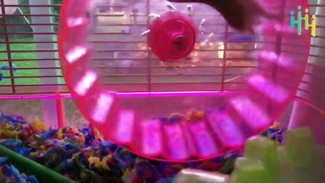 Funniest Pets and Animals Fails Compilation of the Day Funny Animal Fails Compilations