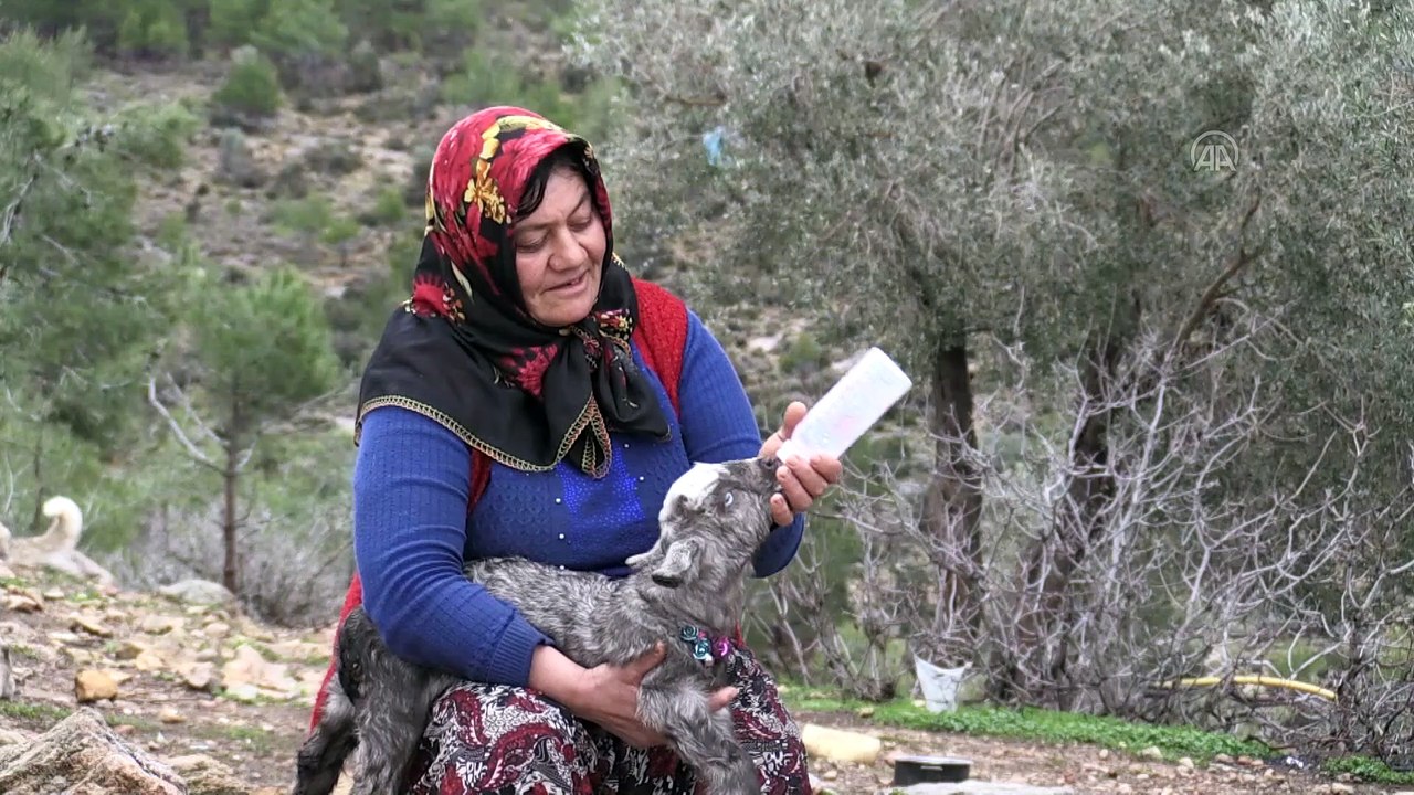 Sarıkeçili Yörükler'in oğlak besleme telaşı başladı - MERSİN