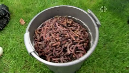 Wild Kratts - 5 – Mystery of the Squirmy Wormy