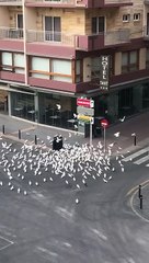 Flock of Pigeons Surround Lone Shopper