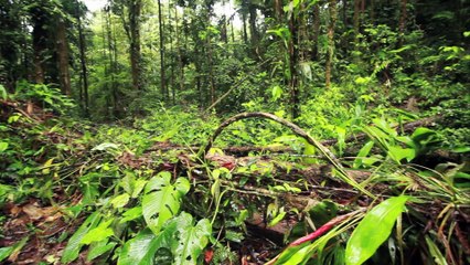 How Dirt Could Absorb 5.5 Billion Tons of CO2 Every Year