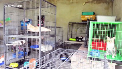 Indonesian woman lives with 158 rescued cats