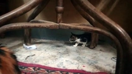 Mother Guard Her Babies Inside Room