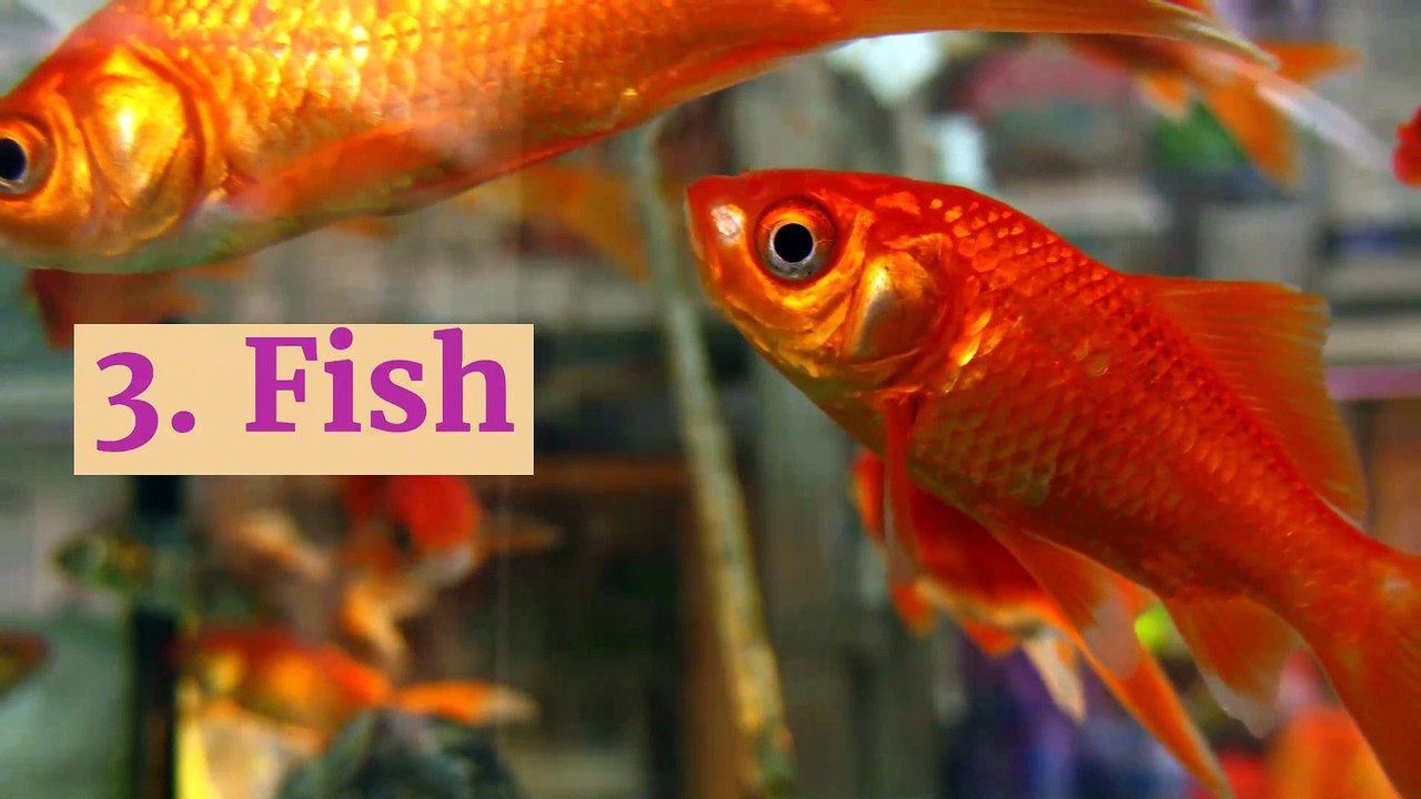 Top 7 best pets if you live alone