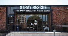 Ces deux chiens ont été attachés puis abandonnés par leurs maîtres, avant que le refuge Stray Rescue ne les sauve