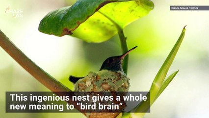 Hummingbird Builds Adorable Nest With Tiny Roof