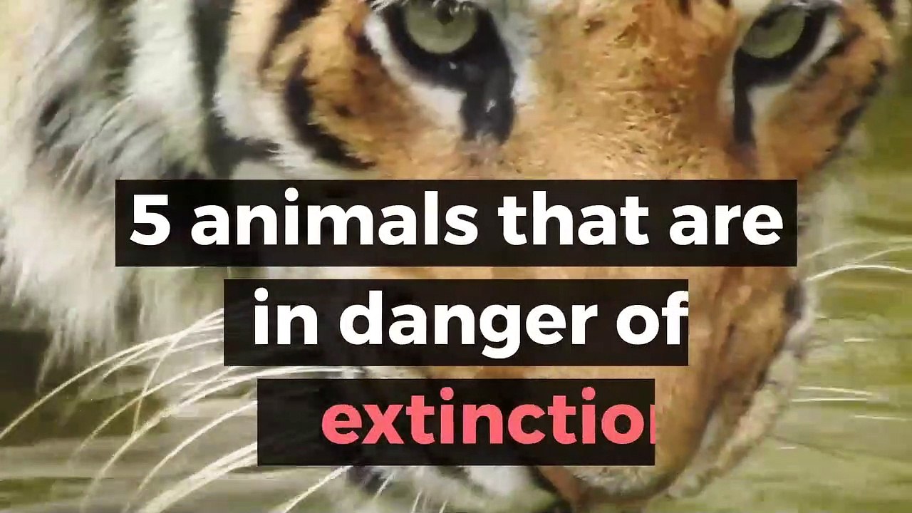 5 animals that are in danger of extinction - video Dailymotion