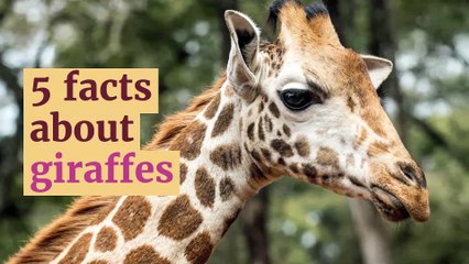 5 facts about giraffes
