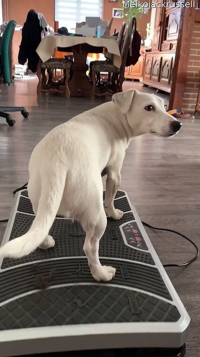 Doggo Standing on Vibration Board