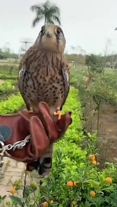 Bird Has a Nimble Neck Like a Gimble