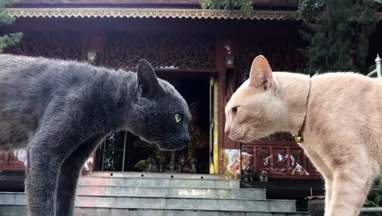 Duel de chats : comme dans un Western !