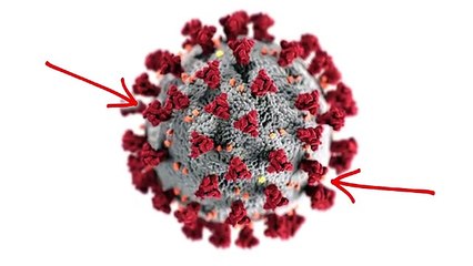 The Coronavirus Vaccine Explained _ COVID-19