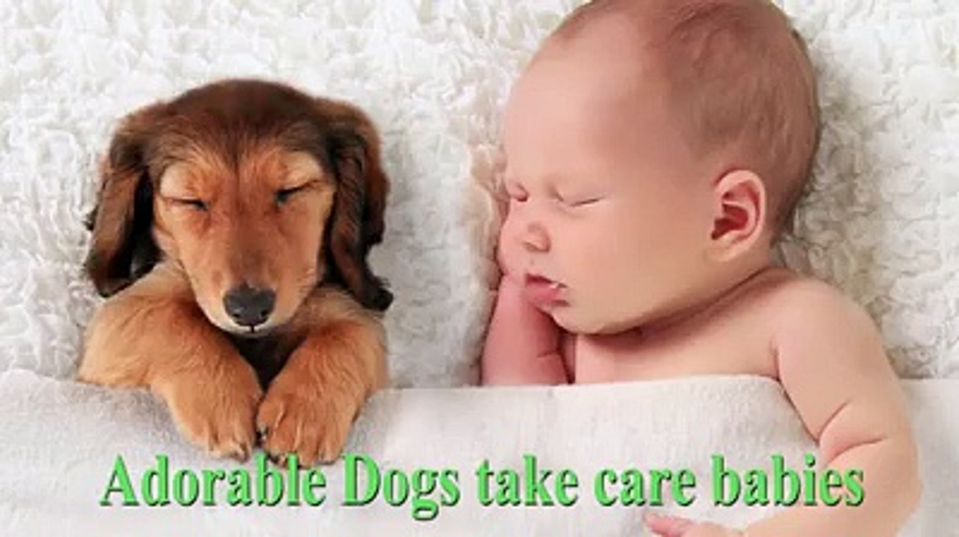 dogs take care babies