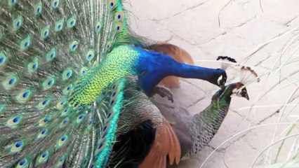 Peacock Mating