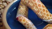 Ce serpent se mange lui même... mystérieux