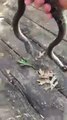 Comment neutraliser un serpent rapidement