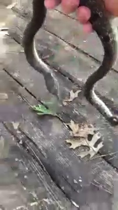 Comment neutraliser un serpent rapidement