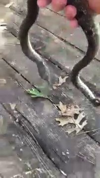 Comment neutraliser un serpent rapidement